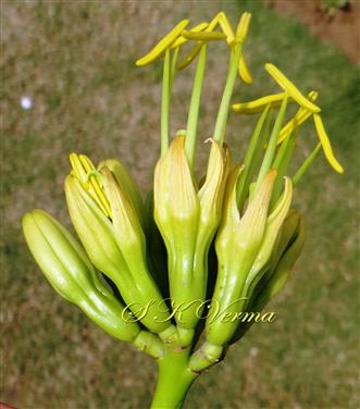  Lateral branchlet bearing flowers in pairs at apex